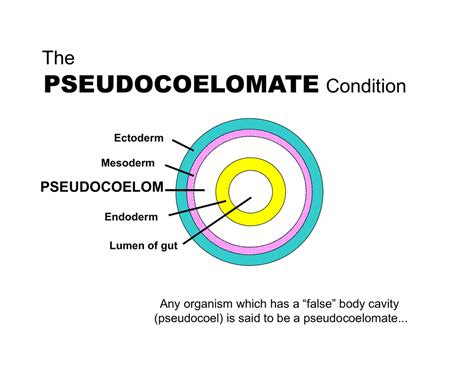 Pseudocoel Definition & Meaning .